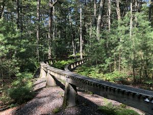 The high-line track winds through the tall woods.